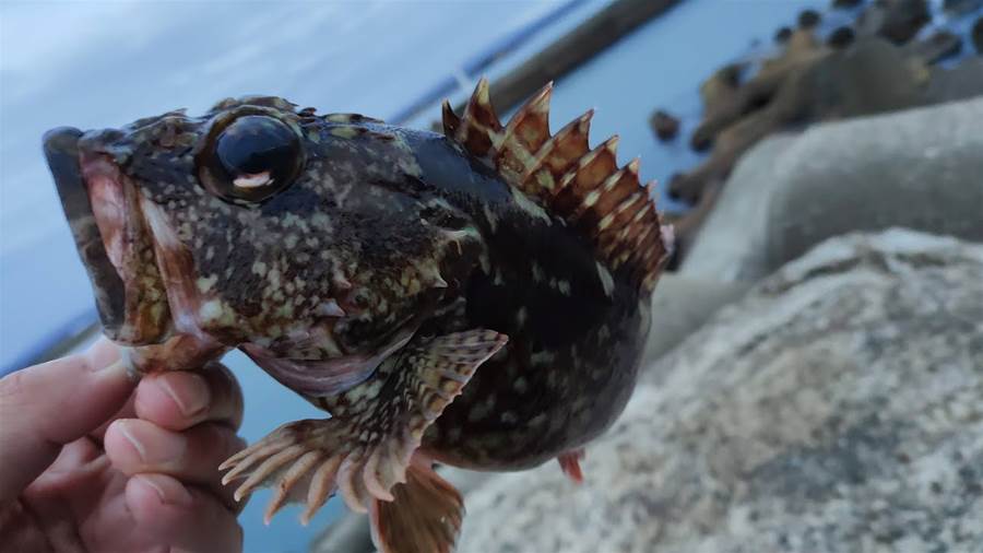 【穴釣り】穏やかな堤防でとんでもないサイズの大物根魚が釣れました